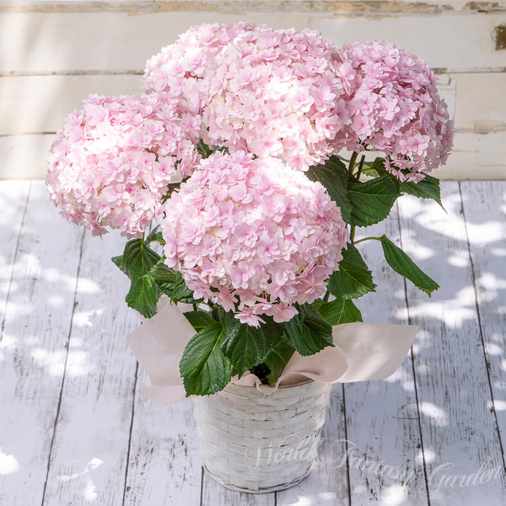 Amazon｜ハッピーガーデン 花 ギフト 鉢植え あじさい 2.てまりてまり